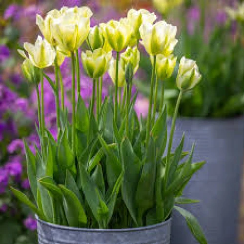 Spring Green 